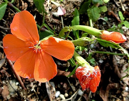 フシグロセンノウ・A