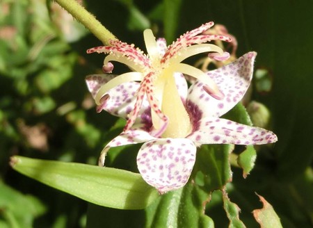 ヤマジノホトトギス・C