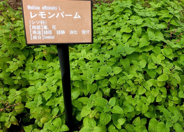 レモンバーム