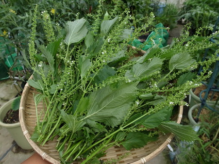 写真: しその実４