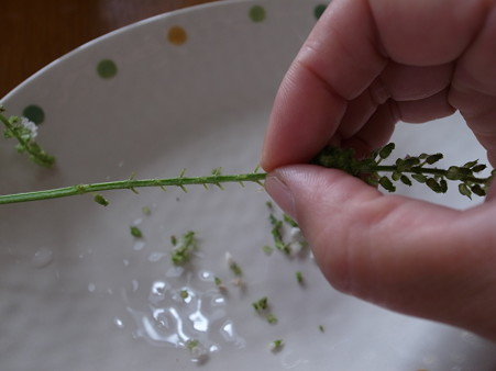 写真: しその実の処理方法１