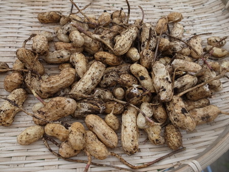 写真: 落花生収穫１