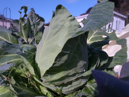 キャベツ栽培１