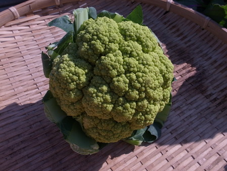 グリーンカリフラワー１