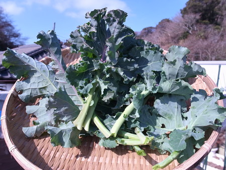 プチベール栽培４