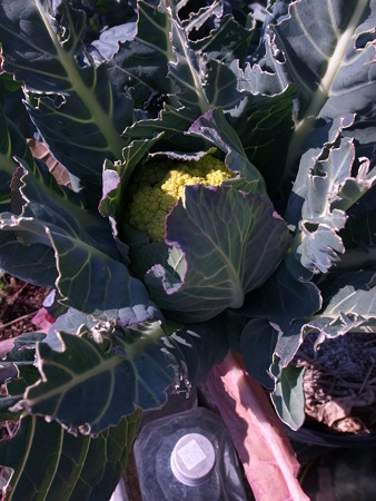 写真: グリーンカリフラワー２