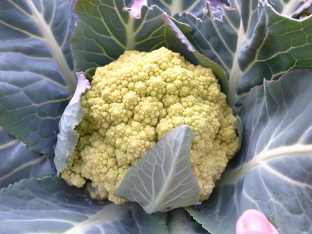 写真: グリーンカリフラワー栽培