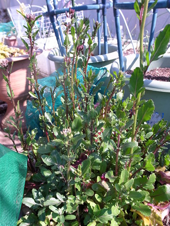 写真: ルッコラの花１