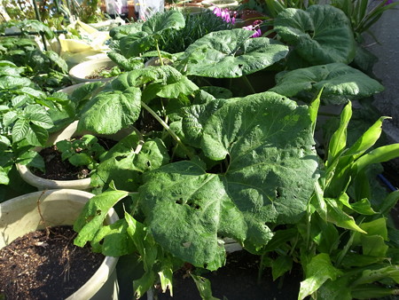 写真: フキ栽培２