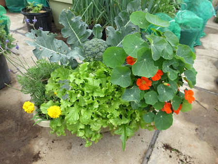 写真: ポタジェ２