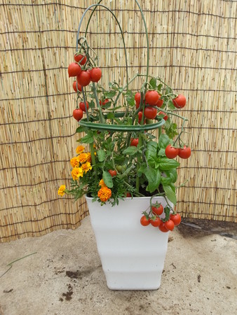 写真: ポタジェ６