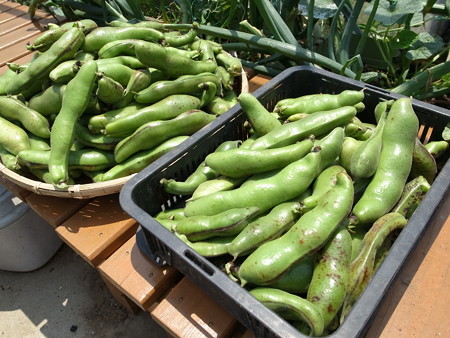 写真: ソラマメ収穫１