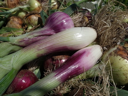 写真: オニオン（チポッラ）・ロッサ　ルンガ　ディ　フィレンチェ２