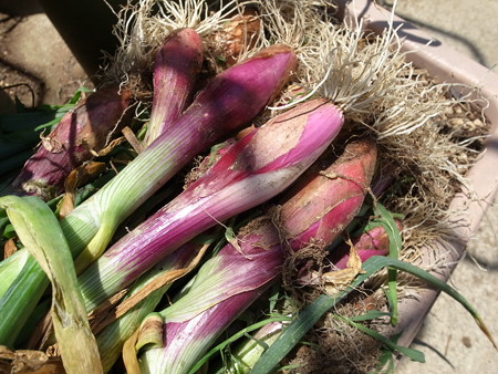 写真: ロッサ・ルンガ・ディ・フィレンシェ１