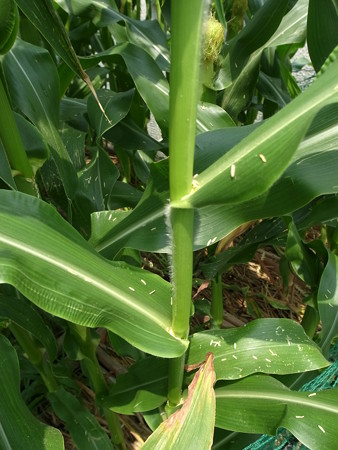 写真: トウモロコシ栽培６