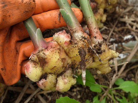 写真: ショウガ１