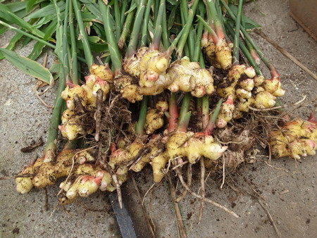 写真: ショウガ４