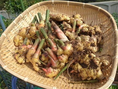 写真: ショウガ７