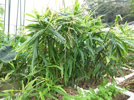 写真: ショウガ栽培１