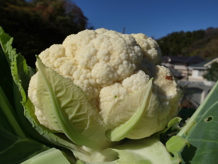 写真: カリフラワー