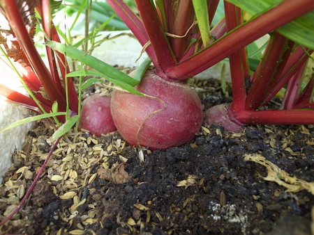 写真: 赤カブ１