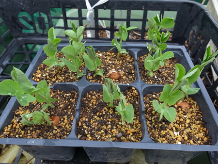 写真: ツタンカーメン２