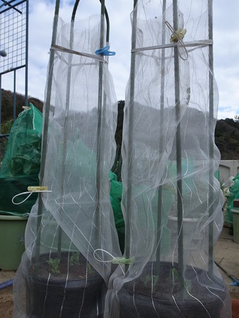 写真: ツタンカーメン５