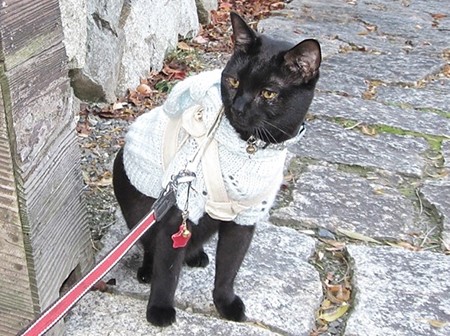 チャンプセーター