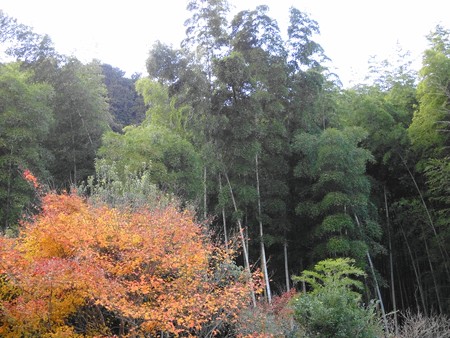 1351紅葉と竹林