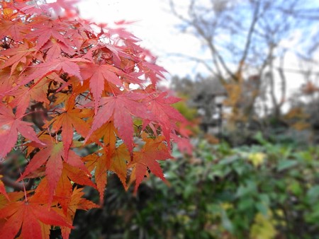 1370紅葉