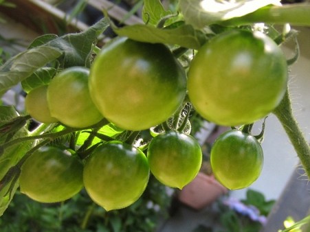 7・９ミニトマト