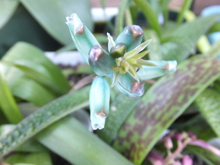 ラケナリア・ビリディフローラ