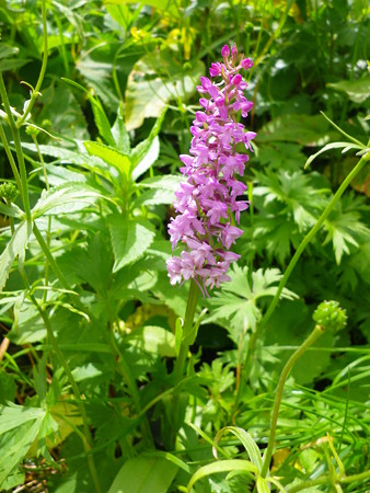 白馬大雪渓を登る 056テガタチドリ？