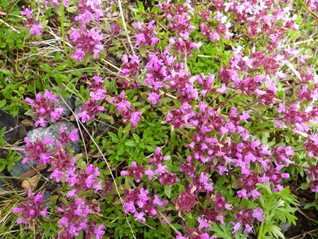 白馬大雪渓を登る 060イブキジャコウソウ