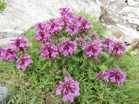 007　イブキジャコウソウ