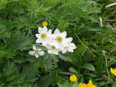 017ハクサンイチゲ