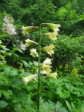 白馬大雪渓を登る 096ウバユリ