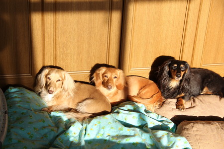 並んでひなたぼっこ