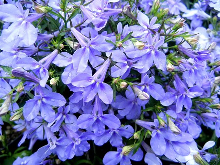 サマーロベリア・B