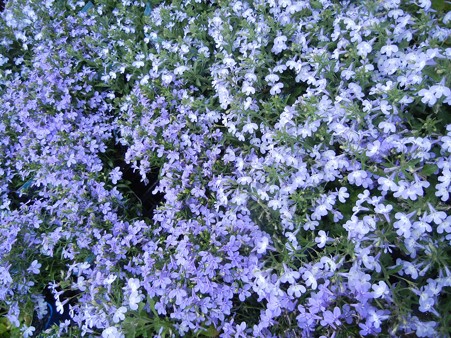 サマーロベリア・D