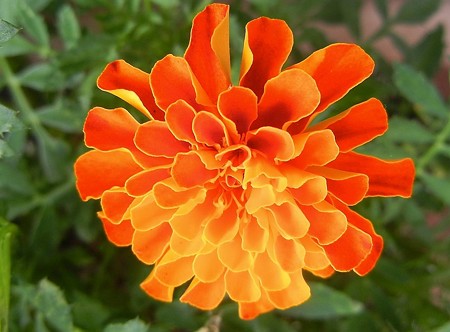 マリーゴールド・B