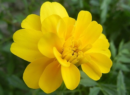 マリーゴールド・C