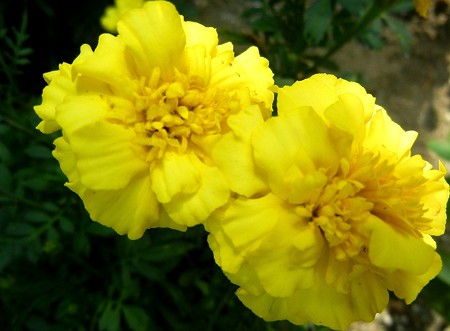 マリーゴールド・G