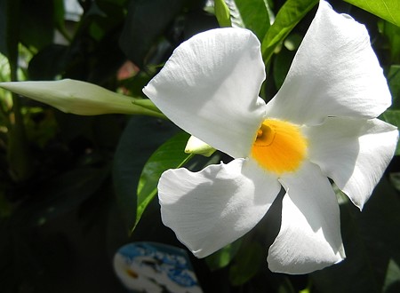 マンデビラ・サマードレス・B