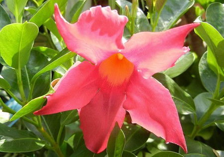 マンデビラ・赤