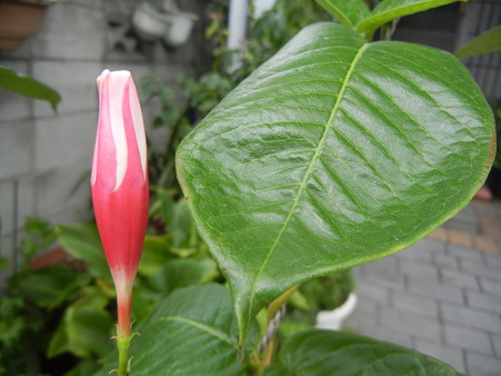 マンデビラのツボミ