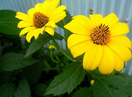 ヘリオプシス・09.15