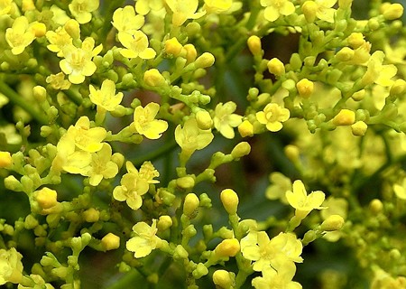 オミナエシ・12.09.29