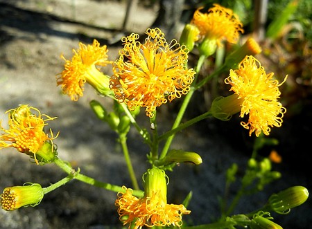 サンシチソウ・A