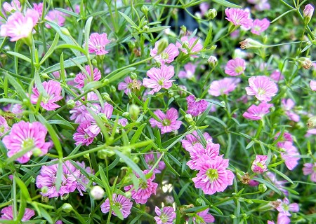 ニュージプシ・ディープローズ・B